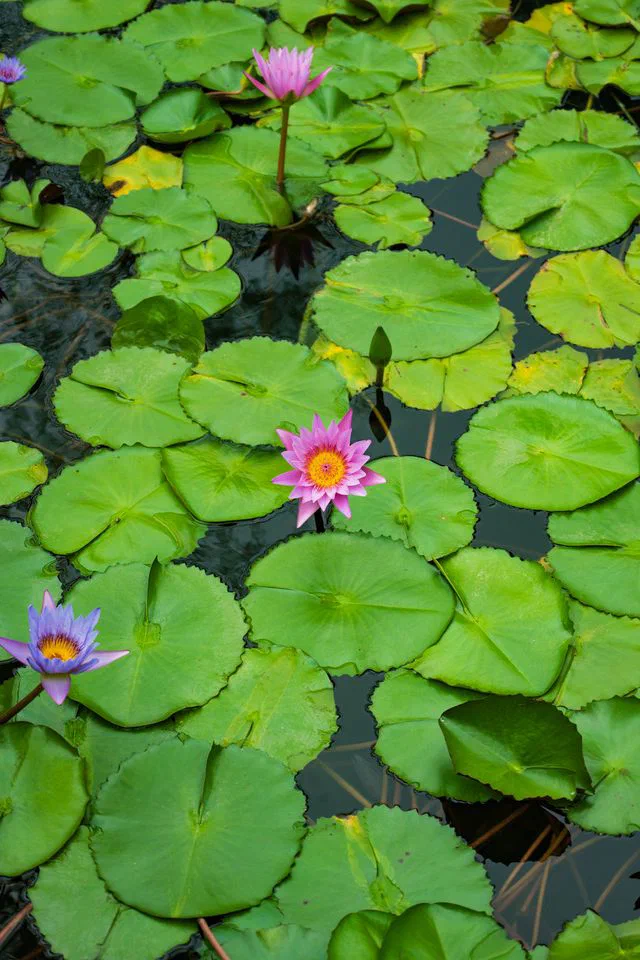 Image of a flower